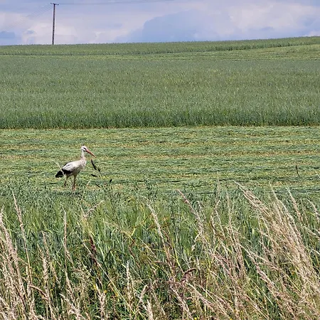 Na Mazurach Zacisze Sasek Σπίτι διακοπών
