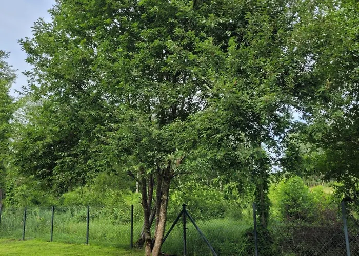 Na Mazurach Zacisze Sasek Linowo (Szczytno)