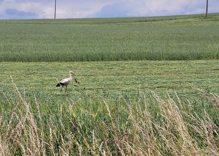 Na Mazurach Zacisze Sasek Дом отдыха